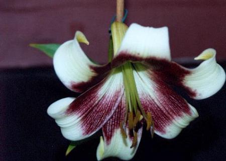 gallery_14_223_15088.jpg