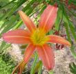 tn_gallery_14_221_1066.jpg