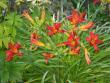 tn_gallery_14_221_18565.jpg