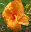 tn_gallery_14_221_20516.jpg