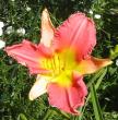 tn_gallery_14_221_9651.jpg
