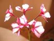 tn_gallery_40_105_1208.jpg