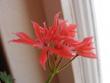 tn_gallery_40_105_17022.jpg