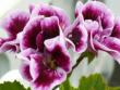 tn_gallery_4382_213_13242.jpg