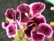 tn_gallery_4382_213_79090.jpg