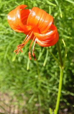 gallery_14_223_12775.jpg