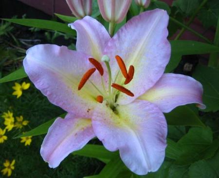 gallery_14_223_28253.jpg