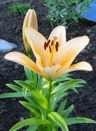 gallery_14_223_44914.jpg