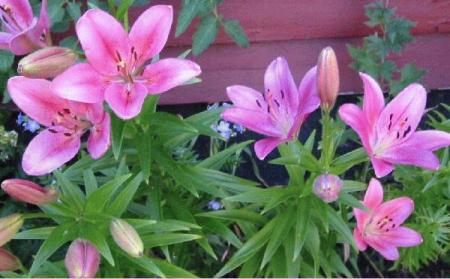 gallery_14_223_46112.jpg