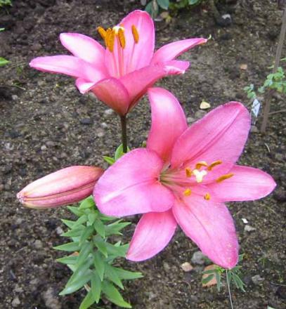 gallery_14_223_66981.jpg