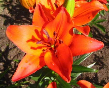 gallery_14_223_9058.jpg