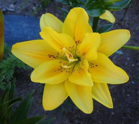 gallery_14_223_9213.jpg