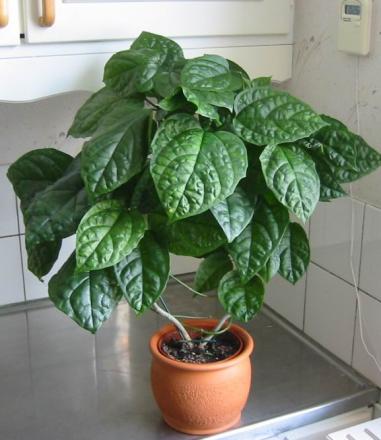 gallery_14_225_26087.jpg