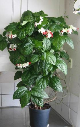 gallery_14_225_61253.jpg