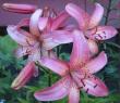 tn_gallery_14_223_12363.jpg
