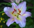 tn_gallery_14_223_28253.jpg