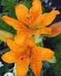 tn_gallery_14_223_33927.jpg