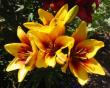 tn_gallery_14_223_3788.jpg
