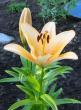 tn_gallery_14_223_44914.jpg