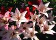 tn_gallery_14_223_50346.jpg