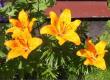 tn_gallery_14_223_51204.jpg
