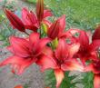 tn_gallery_14_223_817.jpg
