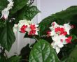 tn_gallery_14_225_10638.jpg