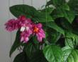 tn_gallery_14_225_37898.jpg