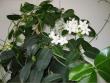 tn_gallery_14_225_43769.jpg
