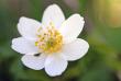tn_gallery_5447_50_7968.jpg