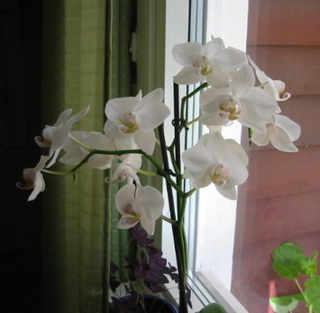 gallery_14_225_11320.jpg