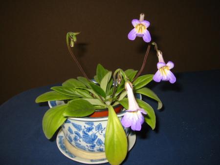 gallery_14_225_172657.jpg