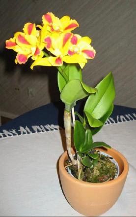 gallery_14_225_42069.jpg