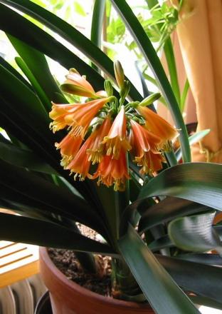 gallery_14_225_45363.jpg