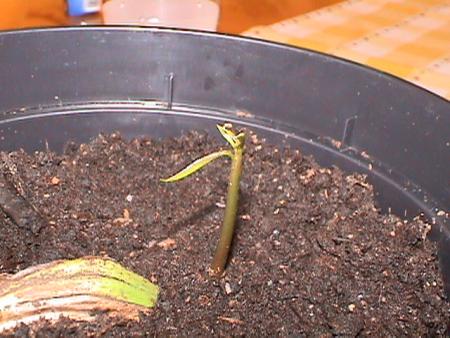 gallery_9513_86_109526.jpg