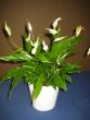 tn_gallery_14_225_192782.jpg