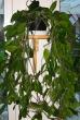 tn_gallery_14_225_22957.jpg