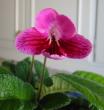 tn_gallery_14_225_26036.jpg