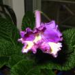tn_gallery_14_225_30448.jpg