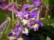 tn_gallery_14_225_33555.jpg