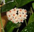 tn_gallery_14_225_35071.jpg