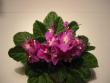 tn_gallery_14_225_4186.jpg