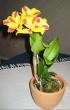 tn_gallery_14_225_42069.jpg