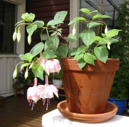 gallery_14_226_24470.jpg