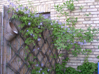 gallery_2778_233_43259.jpg
