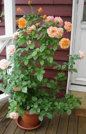 gallery_14_226_17782.jpg
