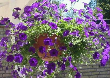 gallery_14_226_51772.jpg