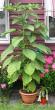 tn_gallery_14_226_14513.jpg