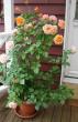 tn_gallery_14_226_17782.jpg