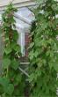 tn_gallery_14_226_21997.jpg